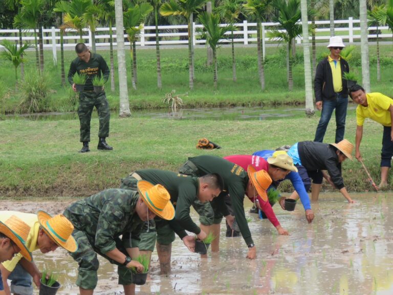 “ลงแขกดำนาปลูกพันธุ์ข้าวพระราชทาน (พันธุ์ข้าวขาวดอกมะลิ 105)”