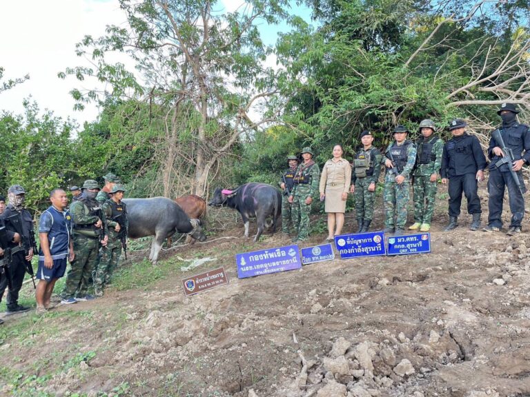 ตรวจยึดโค – กระบือ เตรียมส่งข้ามโขง ที่ชายแดน จ.อุบลราชธานี