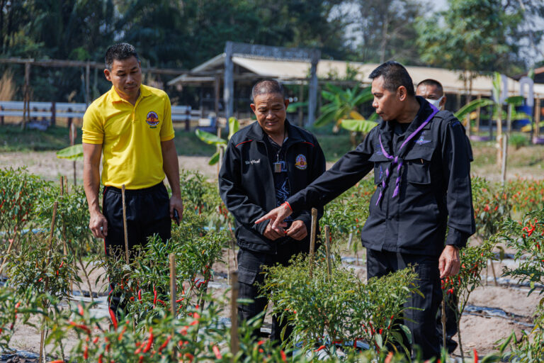 “ทหารพราน 23 ตรวจคุณภาพเมล็ดพันธุ์พริกจินดาพระราชทาน เพื่อส่งมอบให้กับมูลนิธิชัยพัฒนาฯ”